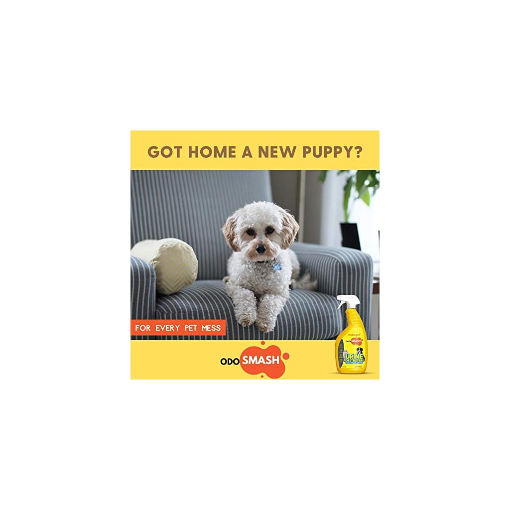 ROBUST Odosmash | Urine Destroyer | Pet Stain and Odor Remover