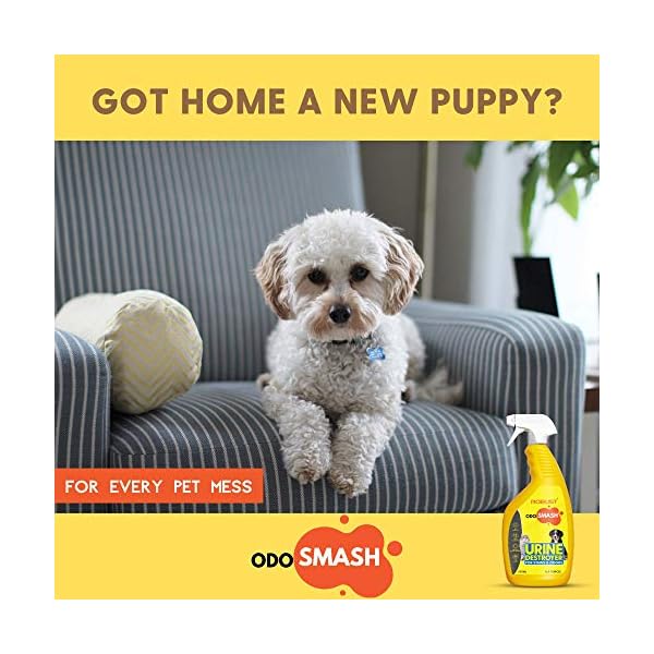 ROBUST Odosmash Urine Destroyer Pet Stain and Odor Remover