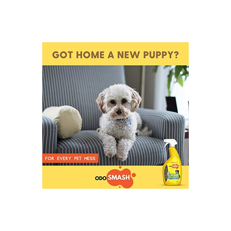 ROBUST Odosmash Urine Destroyer Pet Stain and Odor Remover