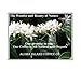 Aloha Island Coffee Company Private Reserve Diamond Pure Kona Keurig Coffee, 12 Count