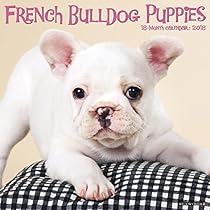 French Bulldog Puppies 2018 Calendar French Bulldog Puppies 2018 Calendar
