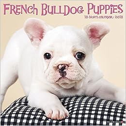 French Bulldog Puppies 2018 Calendar Willow Creek Press 9781682347300 Amazon Com Books