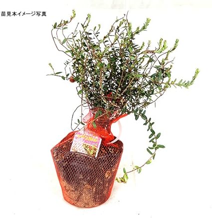 Amazon クランベリー苗木 果物