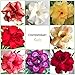Desert Rose ADENIUM OBESUM Double Petal Flower - 50 Seeds - Beautiful and Rare!