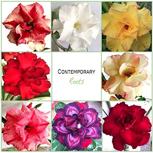 Desert Rose ADENIUM OBESUM Double Petal Flower - 50 Seeds - Beautiful and Rare! Desert Rose ADENIUM OBESUM Double Petal Flower - 50 Seeds - Beautiful and Rare!