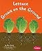 Lettuce Grows on the Ground (How Fruits and Vegetables Grow)
