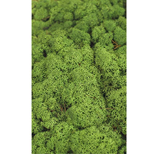 1 Kiste Echtes Moos - Natur Dekomoos zum basteln in verschiedenen frischen Sorten - DIY - Islandmoos, Plattenmoos, Bollenmoos, Hügelmoos Sphagnum Moos (1 x Island Moos grün) – Bild 5