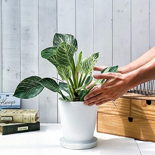 Amazon Co Jp 観葉植物 フィロデンドロン バーキン 6号鉢 受け皿付き 育て方説明書付き Philodendron Birkin ホーム キッチン