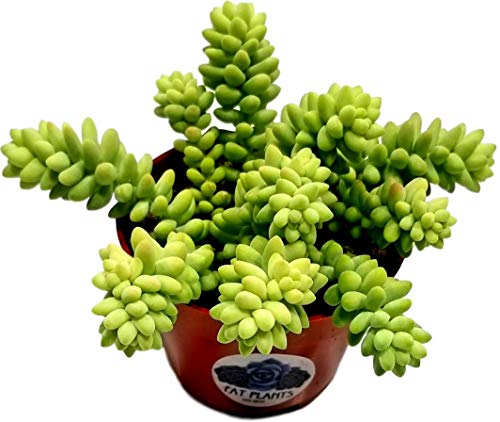 Fat Plants San Diego Succulent Plant(s) Fully Rooted in 4 inch Planter Pots with Soil - Real Live Potted Succulents/Unique Indoor Cactus Decor (1, Donkey Tail Sedum Morganianum)