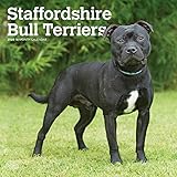 Staffordshire Bull Terriers 2020 12 x 12 Inch Monthly Square Wall Calendar, Animals Dog Breeds (Engl by 