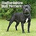 Staffordshire Bull Terriers 2020 12 x 12 Inch Monthly Square Wall Calendar, Animals Dog Breeds (Engl by 