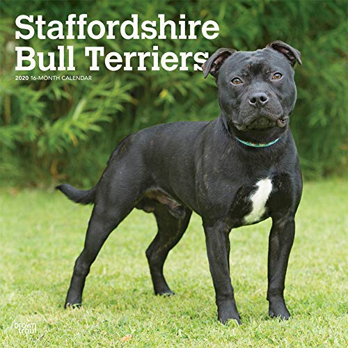 Staffordshire Bull Terriers 2020 12 x 12 Inch Monthly Square Wall Calendar, Animals Dog Breeds (Engl by 