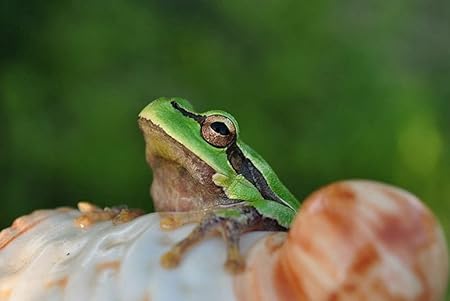 Amazon Co Jp A0 特大 ポスター カエル顔座りライト 壁紙ウォールステッカーポスター A0 1189x841mm Generic