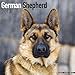 German Shepherd Calendar 2017 - Dog Breed Calendars - 2016 - 2017 wall calendars - 16 Month by Avonside