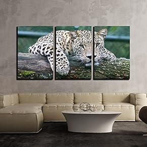 3 Piece Canvas Wall Art - Leopard Lying on an Old Tree Trunk - Modern Home Art Stretched and Framed Ready to Hang - 16"x24"x3 Panels