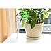 Giveme5 Pack of 3 Aqua Globes Small Plant Flower Automatic Self Watering PVC Bulbs Ball Garden Waterer Device Set (Transparent)