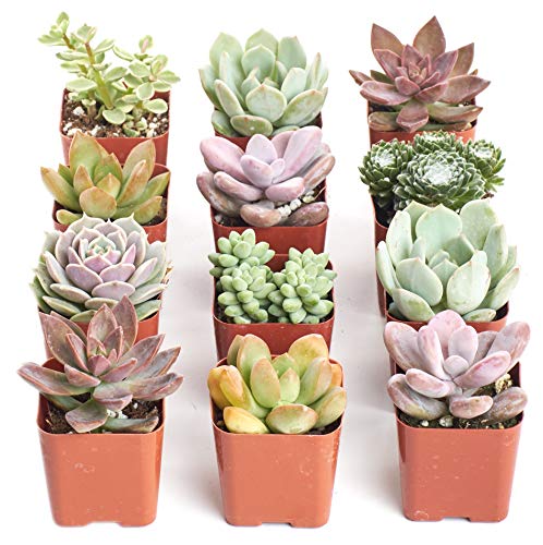 Shop Succulents Mini Succulent Plant Pack Collection - Live 2" Succulent Plants…