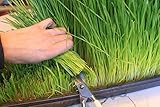 Certified Organic Wheatgrass Growing Kit - Grow