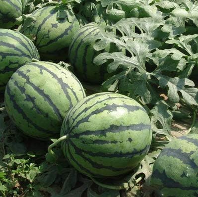 Watermelon Seeds,Sweet Delicious Fruit Melon Seeds for Home Garden