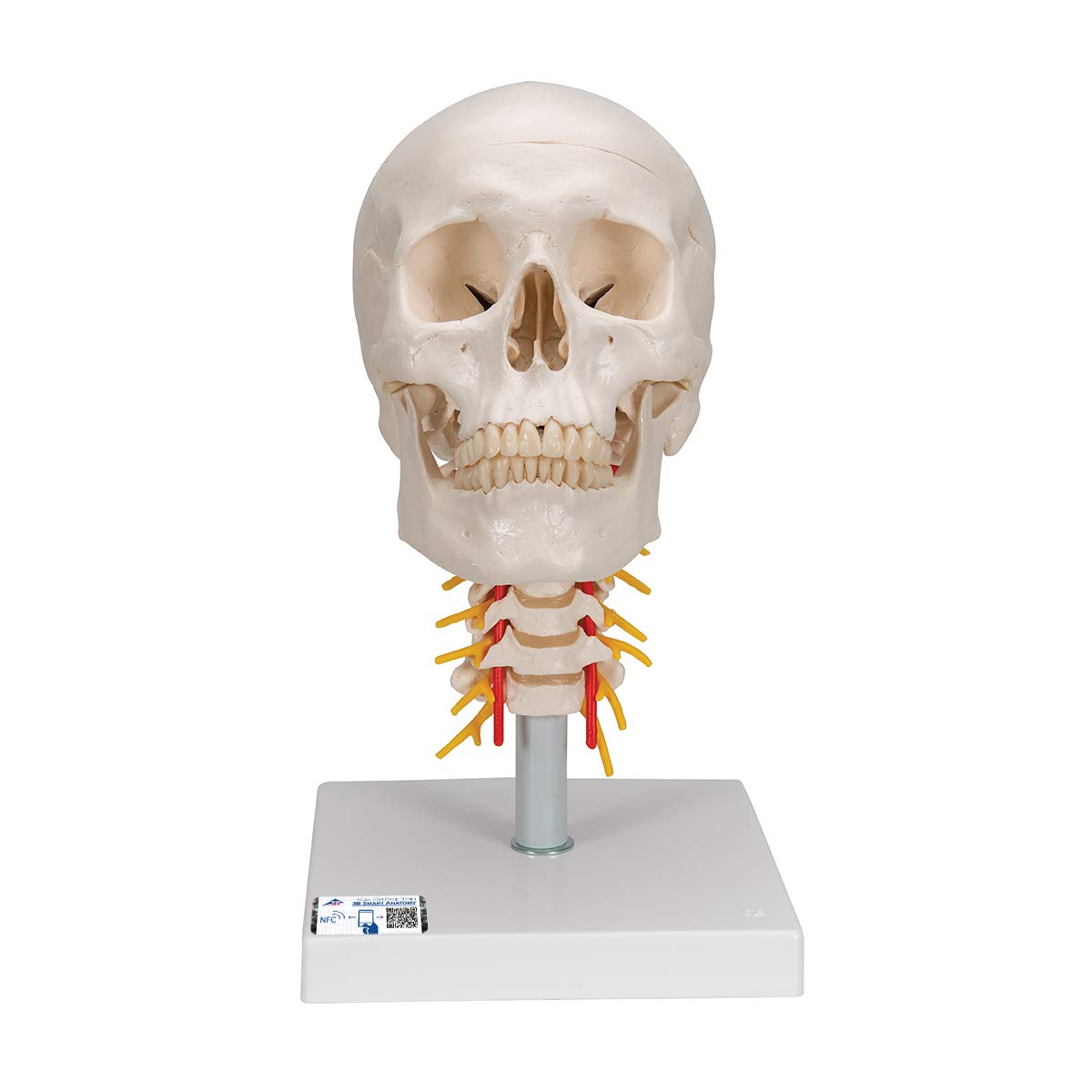 3B Scientific A20/1 Human Anatomy - Human Skull Model on Cervical Spine with Magnetic Connections, 4 Part + free anatomy software - 3B Smart Anatomy
