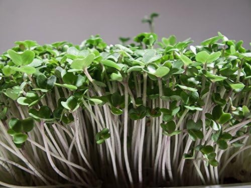 Organic Brown Mustard Sprouting Seeds!! - Grow Your OWN Sprouts !! Very Zesty!!! 100 Seeds