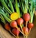 David's Garden Seeds Beet Touchstone Gold SL0001 (Gold) 200 Organic Seeds