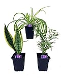 Hirt's House Plant Collection - Parlor Palm, Spider Plant, Snake Plant