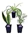 Hirt's House Plant Collection - Parlor Palm, Spider Plant, Snake Plant