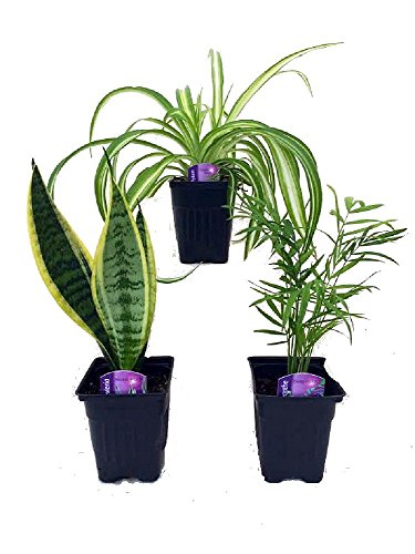 Hirt's House Plant Collection - Parlor Palm, Spider Plant, Snake Plant