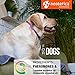 Beloved Pets Calming Collar for Dogs | Improved DE-Stress Formula | Reduces Anxiety During Travel, Fireworks, Thunder, Vet Visits | Helps to Relieve Stress, Scratching, Fighting, Hiding