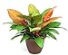Prince of Orange Moonlight Philodendron - Easy to Grow - 6