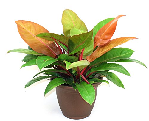 Prince of Orange Moonlight Philodendron - Easy to Grow - 6