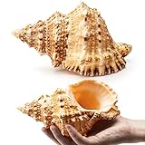 Giant Natural Conch Shell, Frog Seashell 1 Shell