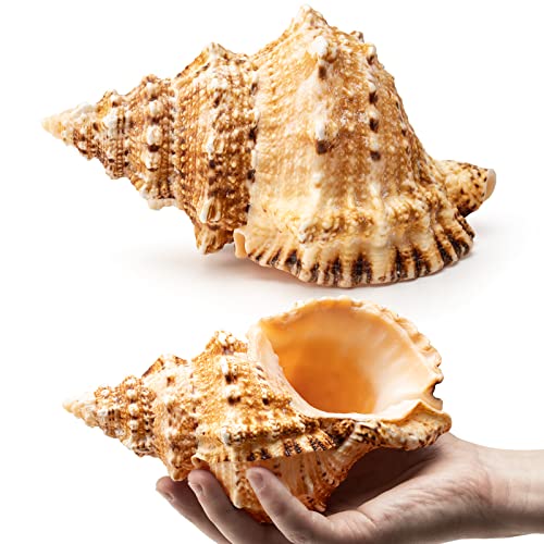 Giant Natural Conch Shell, Frog Seashell 1 Shell