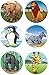 Kangaroo's Jungle Safari Zoo Animal Stickers; 500 Zoo Animals; 5 Rolls; 100 per Roll, Safari Animals