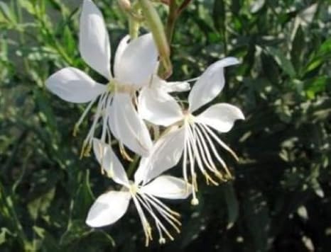 Risultati Immagini Per Gaura Giardino Immagini