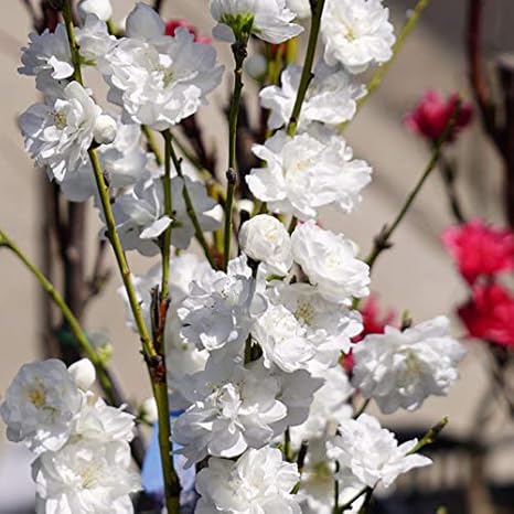 Amazon ハナモモ 照手桃 白花 照手白 1年生接木苗 庭木 落葉樹 シ Diy 工具 ガーデン