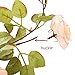 Felice Arts 2 Pack 17 Heads 7.2 Ft/pc Artificial Silk Fake Flowers Autumn Rose Vine Realistic Hanging Silk Rose Plants Wedding Home Party Arch Decor (Champagne)