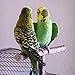 Rbxibibx Parrot Wood Stand Cage Toys Training T Perch Grinding Chewing Parakeet Birdthumb 4
