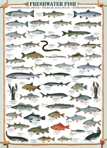 Freshwater Fish 1000-Piece Puzzle