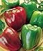 Lady Bell Red Pepper Plant- Two (2) Live Plants - Not Seeds -Each 4" to 7" Tall- In 3.5 Inch Pots