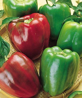 Clovers Garden Lady Bell Red Pepper Plant– Two (2) Live Plants – Not Seeds –Each 4 Clovers Garden Lady Bell Red Pepper Plant– Two (2) Live Plants – Not Seeds –Each 4