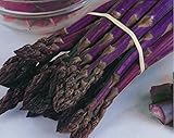 Asparagus Seeds - PACIFIC PURPLE - Thick Spears - Delicious Flavor - 20 Seeds