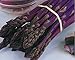 Asparagus Seeds - PACIFIC PURPLE - Thick Spears - Delicious Flavor - 20 Seeds