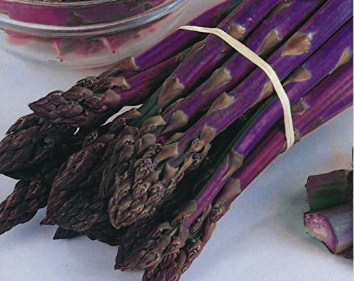 Asparagus Seeds - PACIFIC PURPLE - Thick Spears - Delicious Flavor - 20 Seeds