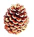 Natural Ponderosa Pine Cones Accent Decorations 3 to 4