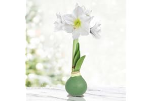 HOLLAND BULB FARMS Pristine Forest Intokazi Waxed Amaryllis Flower Bulb with Stand, No Water Needed