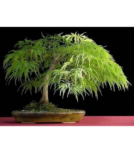 RED Maple Tree Seeds - Acer rubrum - Excellent for Japanese Bonsai - Grows  in Full Sun OR Partial Shade - by MySeeds.Co (Red Maple x 1 Pack) :  Amazon.ca: Patio, Lawn & Garden