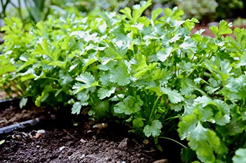 Coriander Seeds Cilantro Chinese Parsley up to 500 Seeds - Thumbnail 7