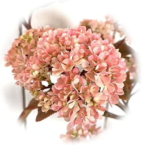 ビバーナム 期間限定今なら送料無料 メリーミルトン 3年生苗